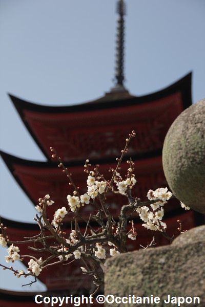 sakura - o hanami - japon occitanie