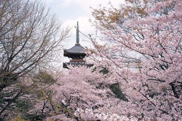 ueno-sakura-tokyo
