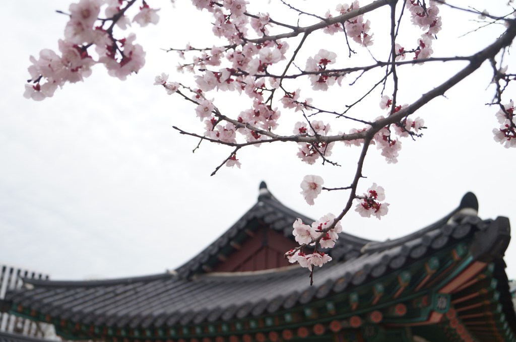 Le premier bulletin météo de la floraison des cerisiers au Japon a été&nbsp;publié